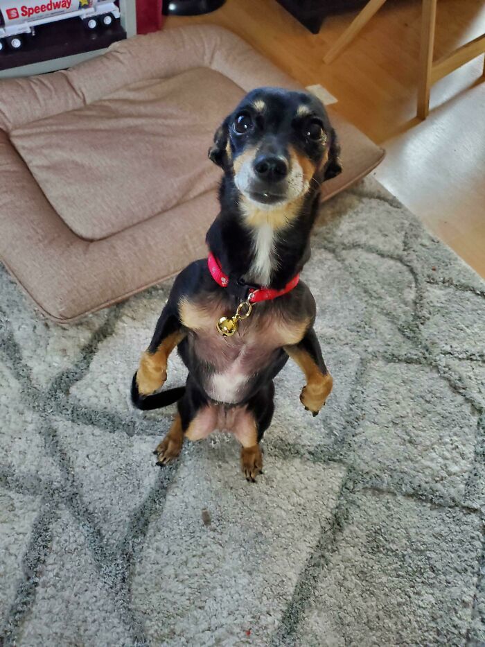 Why Does Bella Stand Like A Man When She Begs