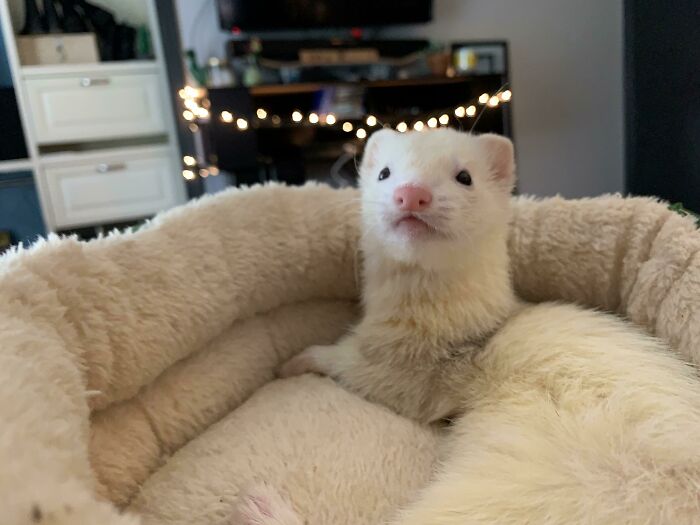This Is Tofu, My Ferret. Isn’t She Cute?