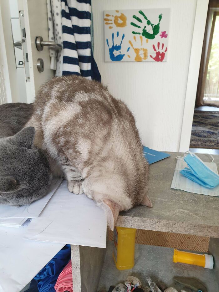 Dear Internet, I Present U My Cat Sleeping