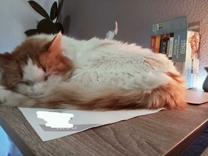 10 Days Ago, Somebody Poisoned My 11-Year-Old Fluffball Leon In My Own Garden. Against All Odds, He Made It Through