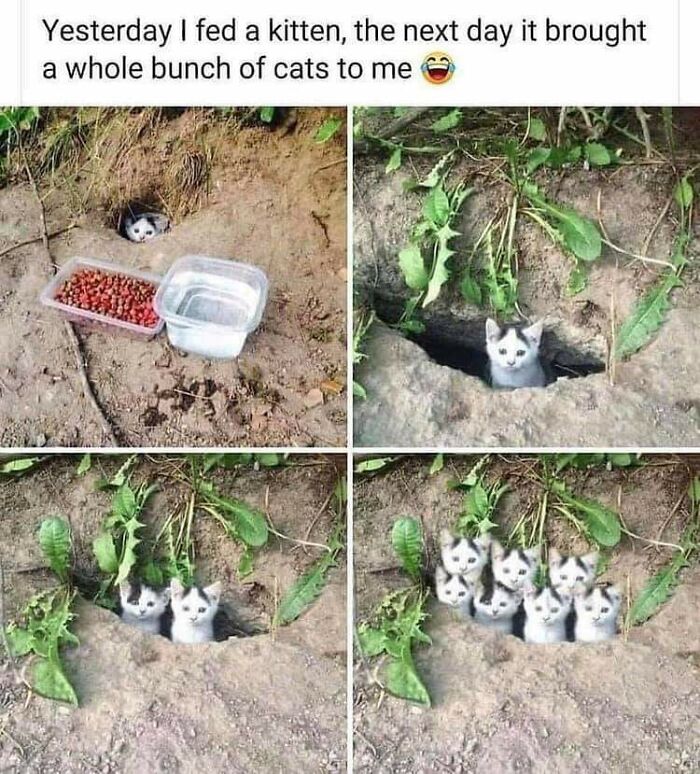 Ye Right And Cats All Clapped