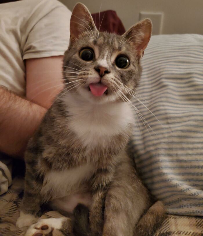 My Cat Beans. She's Just Perfect