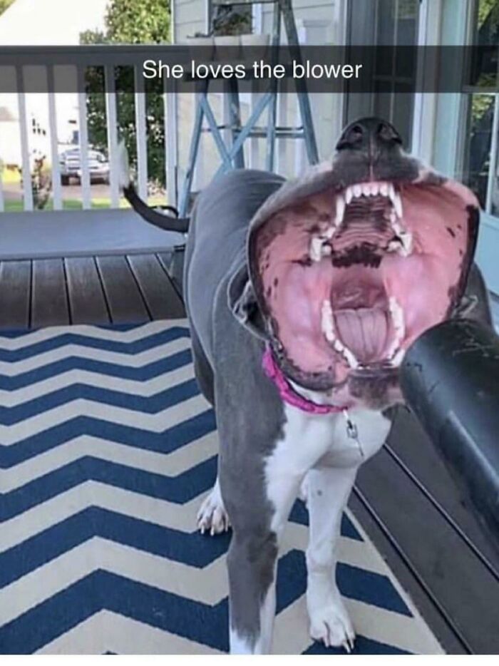 Lovely Reaction To The Blower