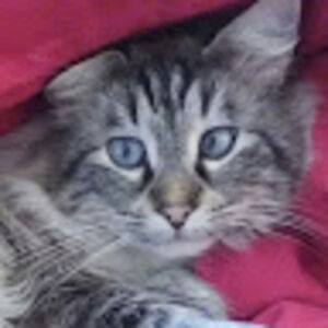 annarosabassoli avatar