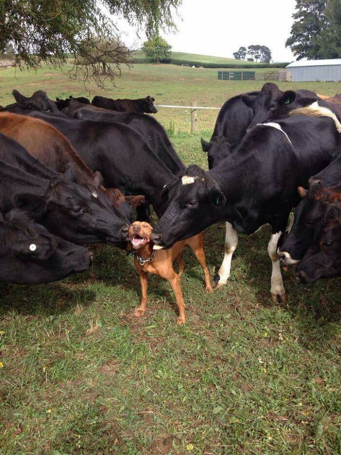Adorable cows curiously surrounding a happy dog in a grassy field.