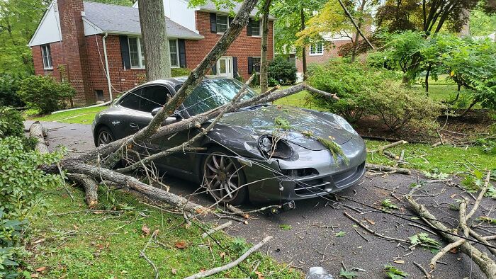 Heard A Crack And Went Outside To See What Made The Noise