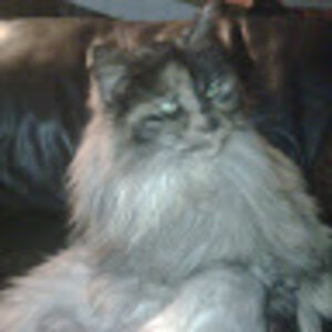 llyevaleandre avatar