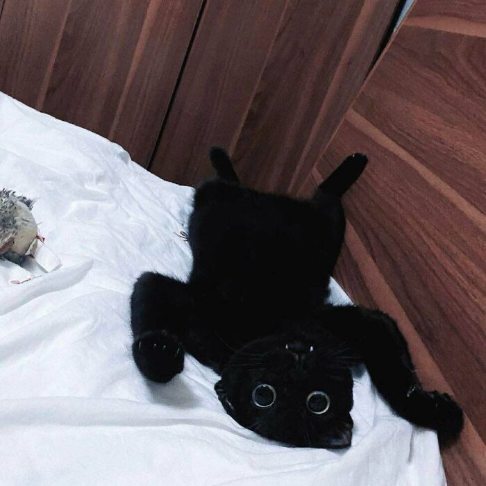 También siente ese espíritu de Halloween