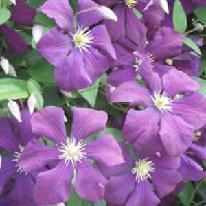 william_jones avatar