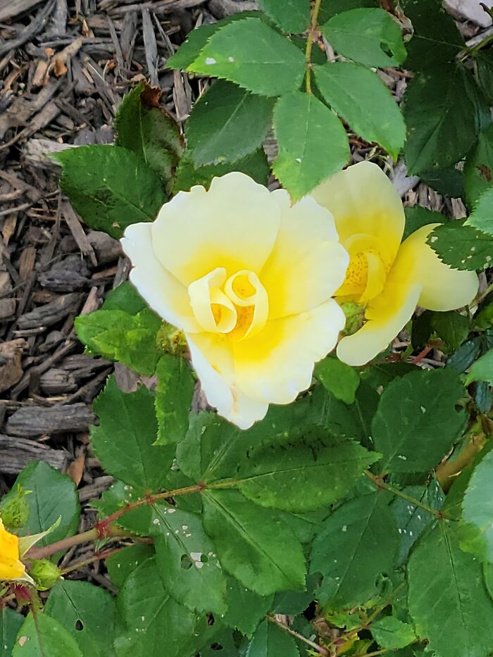 I Went Outside To Pick My Wife A Rose. I Think I Found The Perfect One