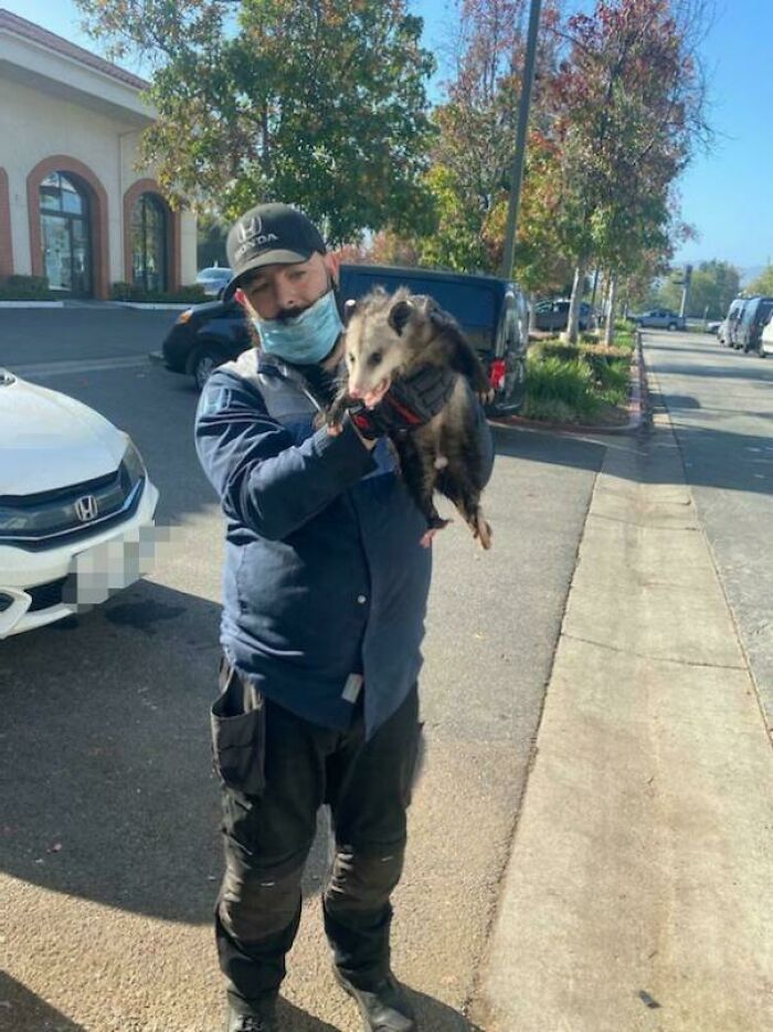 Another Tech Lifted The Hood, Went 'Oh F**k No' And Drove The Car Back Out Of The Shop. I've Become The Shop Animal Wrangler