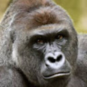 hipolito666yt avatar