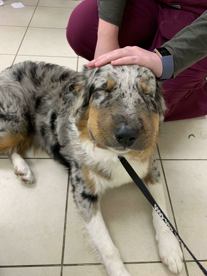 Puppy Accidentally Ate A Bee. Everything Turned Out Fine