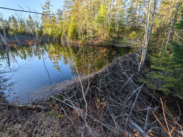 Does Beaver Infrastructure Count? This Was At Least 10 Feet Tall, And Extremely Well Built