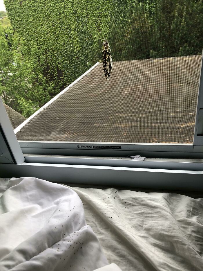 Bird Shat On My Window While It Was Open And It Got Splattered On My Bed