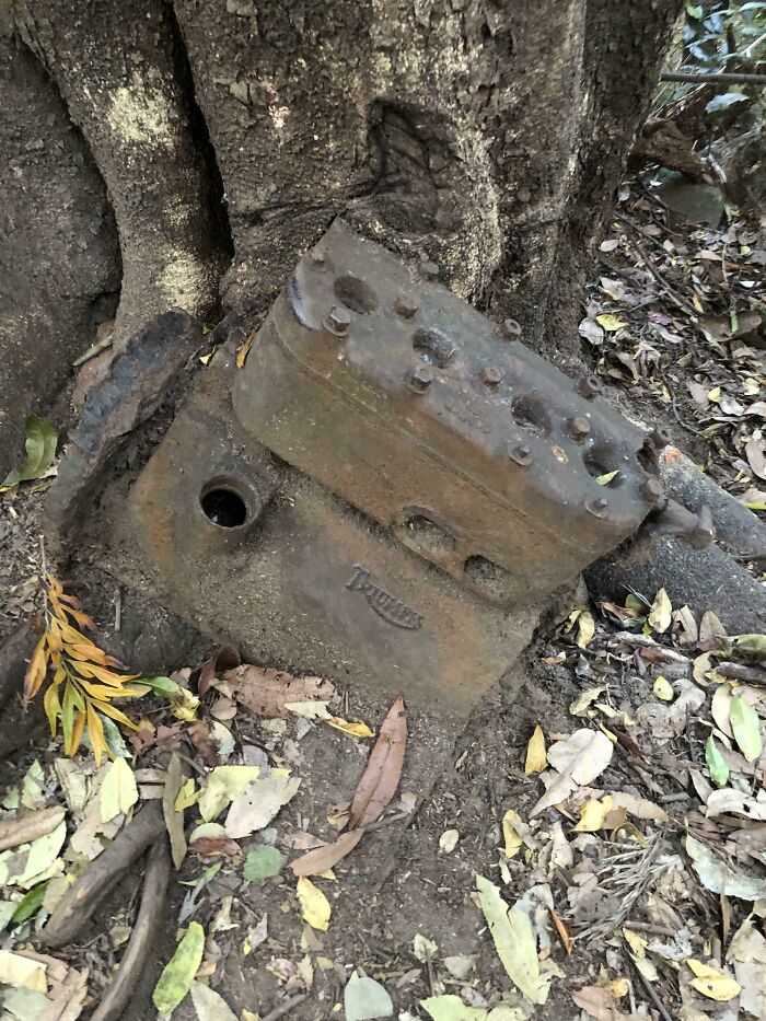 A Triumph Motor Stuck In A Tree I Found While Walking