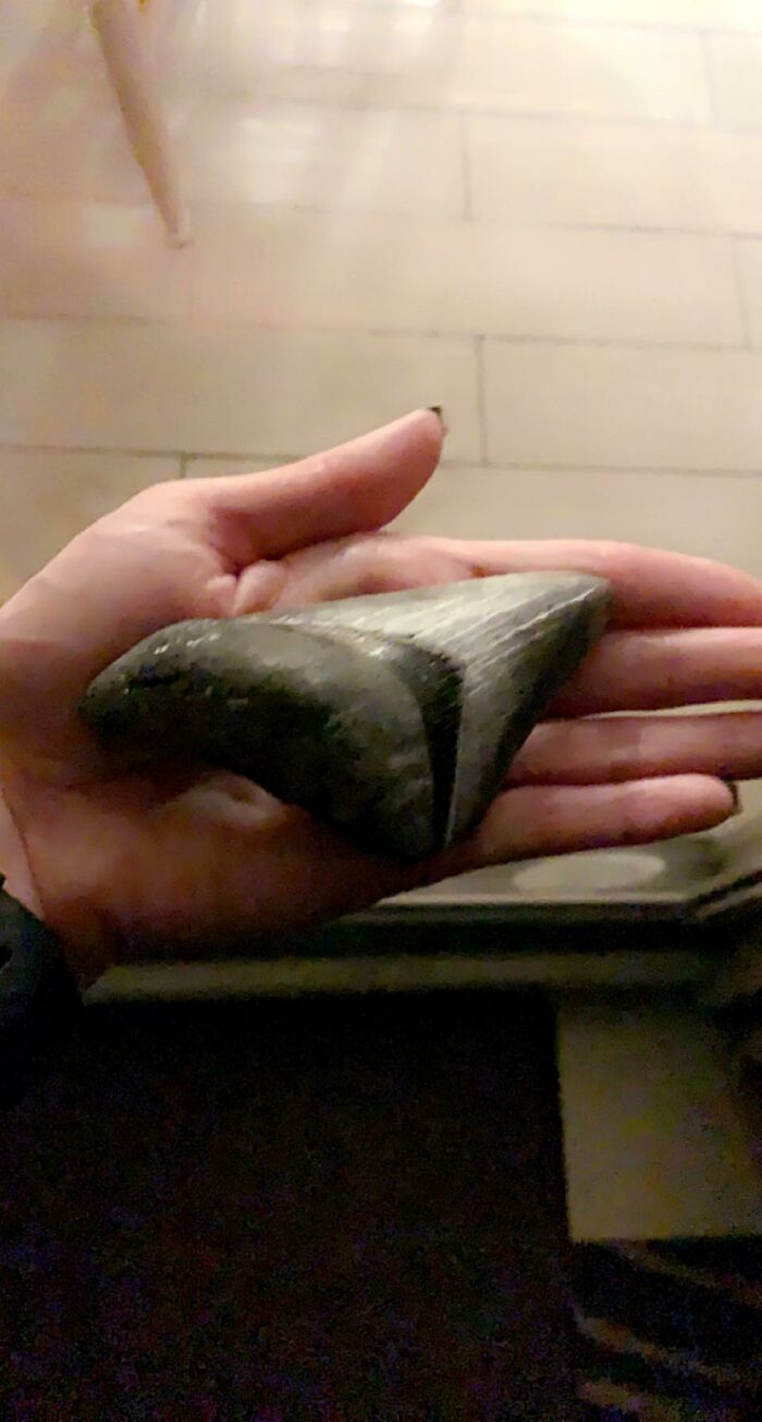 This Shark Tooth I Found On The Beach