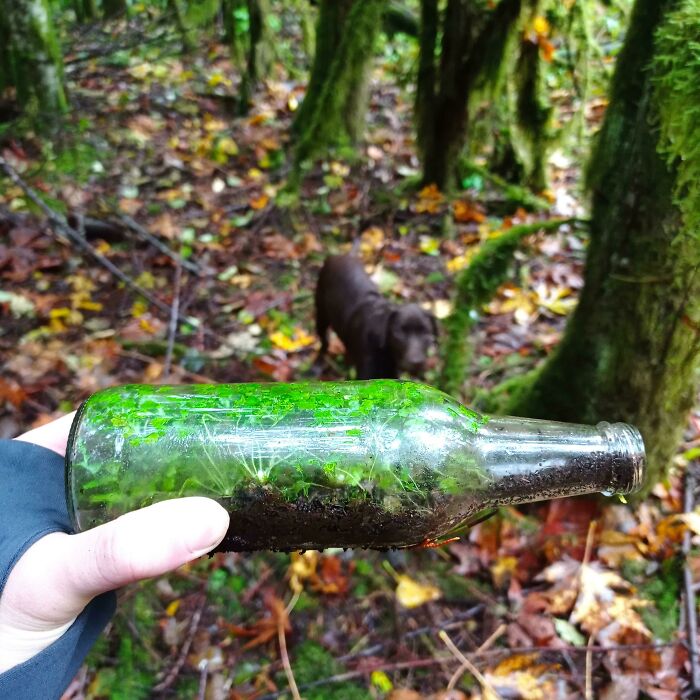 Found A Tiny Greenhouse In The Woods
