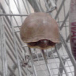 chrisscritchfield avatar