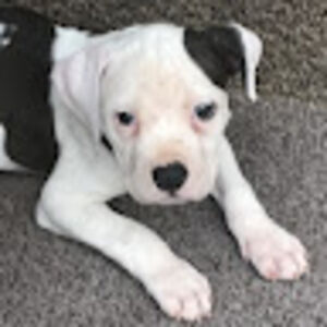 alessandrialewis avatar