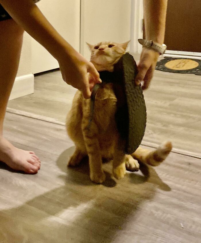 Las sandalias son su juguete favorito… hasta que se queda atrapado y tengo que socorrerlo 