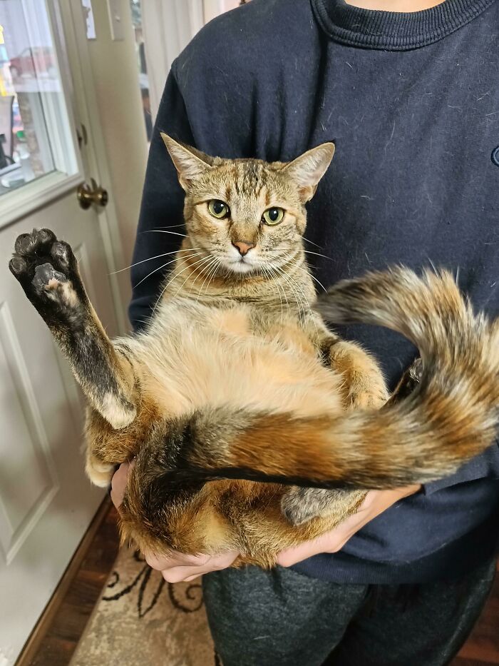 Yzma Loves To Be Carried Like This