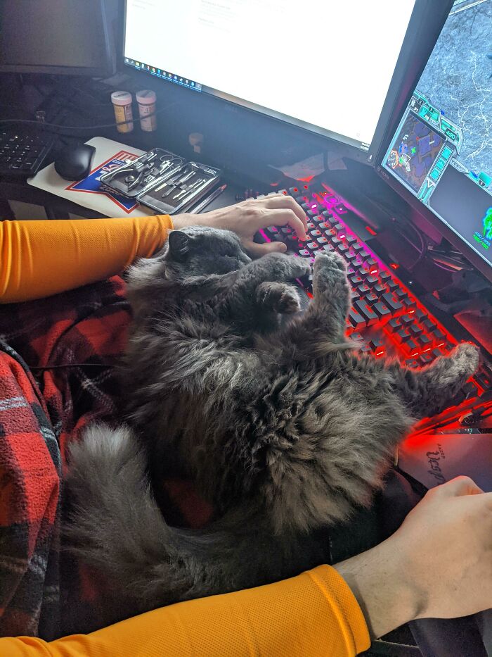 Found This Furry Pretzel On My Husband's Keyboard