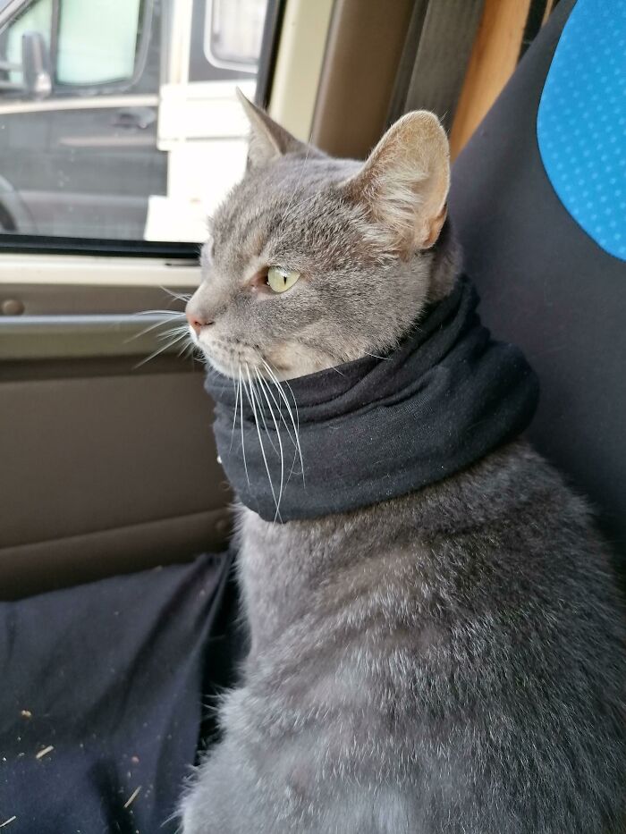 Hipster Cat, He Purr'd When I Was Putting It On Him