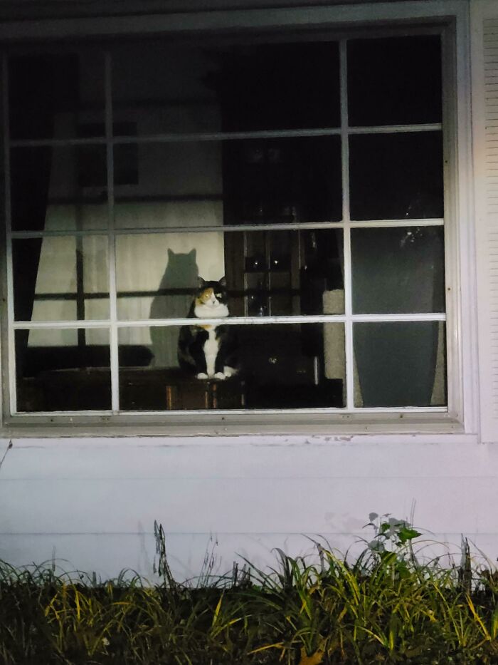 Cuando estuviste fuera de casa por mucho tiempo y su comedero se encuentra vacío: 