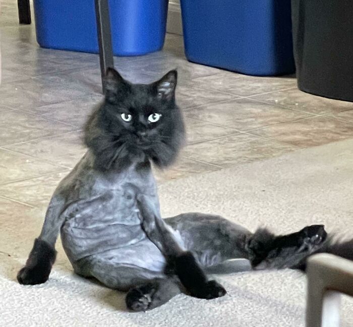 Doodles no deja que lo cepille, así que tenemos que pelarlo una vez al año porque se le apelmaza el pelo. Este año no parece muy impresionado al respecto