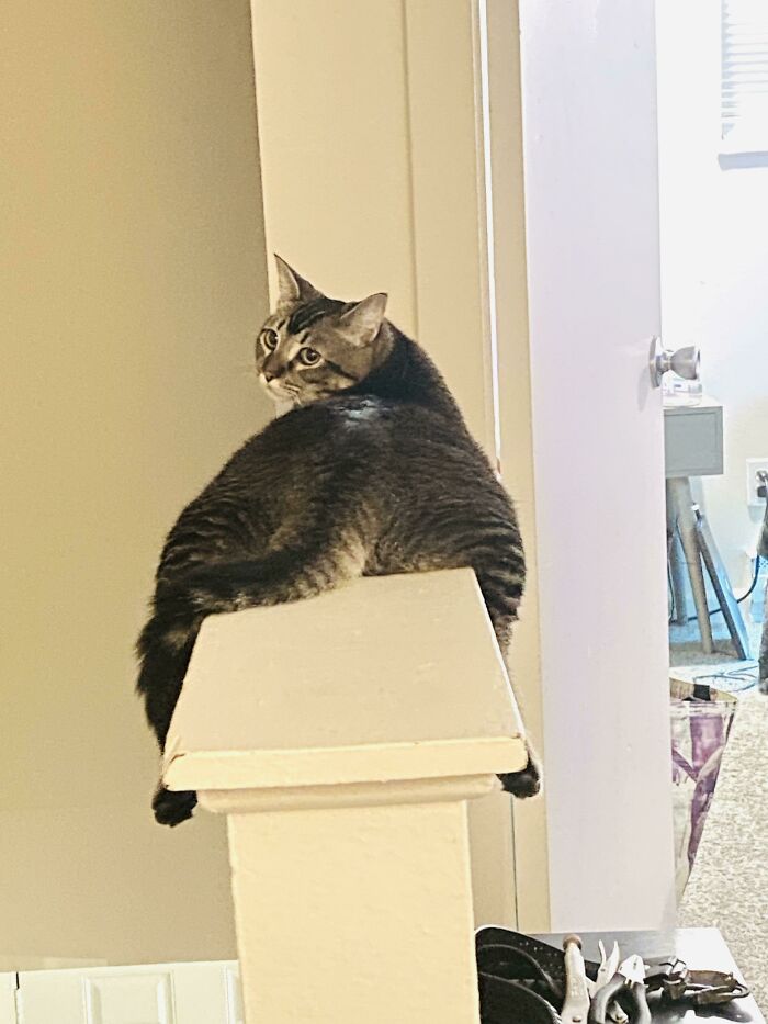 I… I Don’t Know. Living That Monorail Life Though