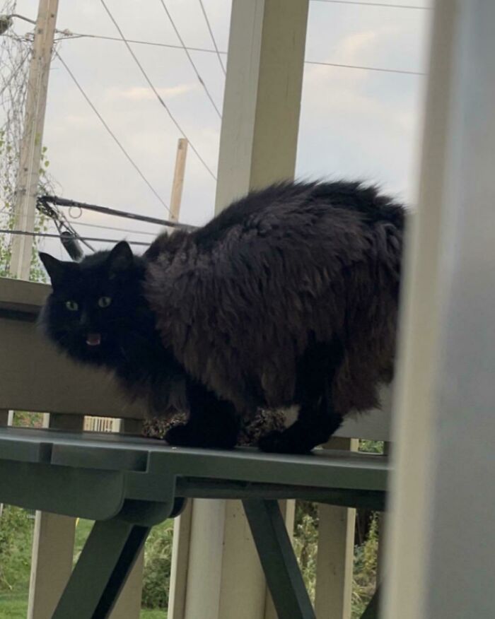 Doodles Got Caught Eating Birdseed Out On The Porch Again