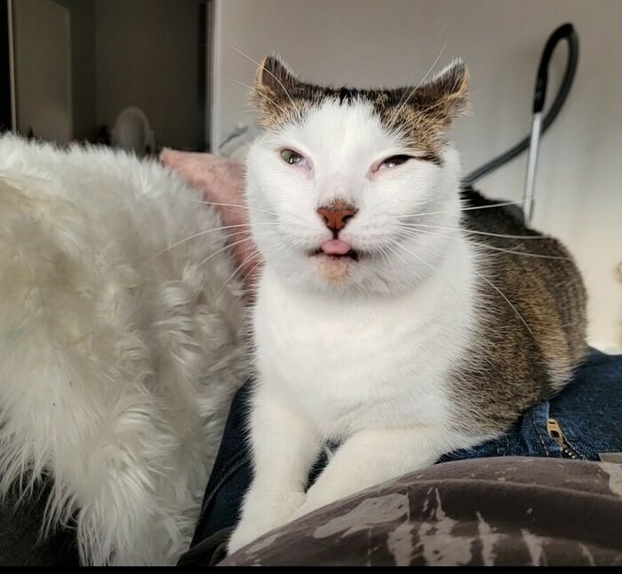 He's A Completely Normal Cat