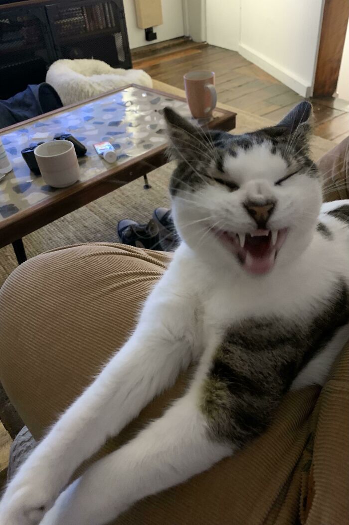 The Face He Makes When You Stop Petting?