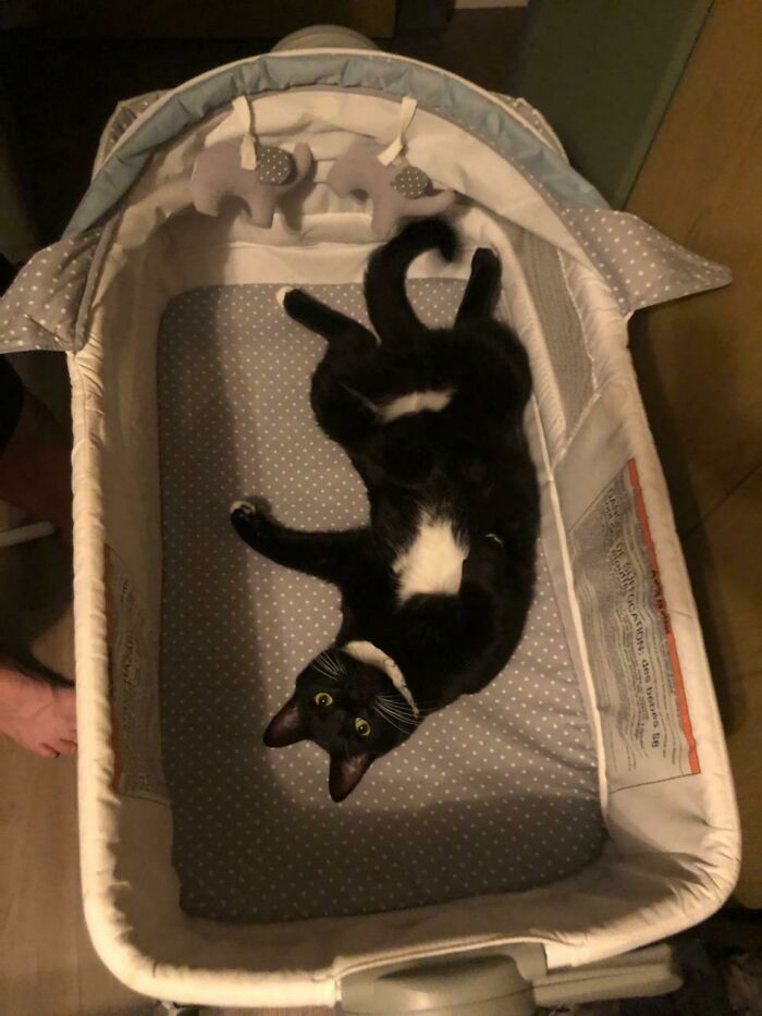 Kitty Thinks This New Thing Is For Him To Use