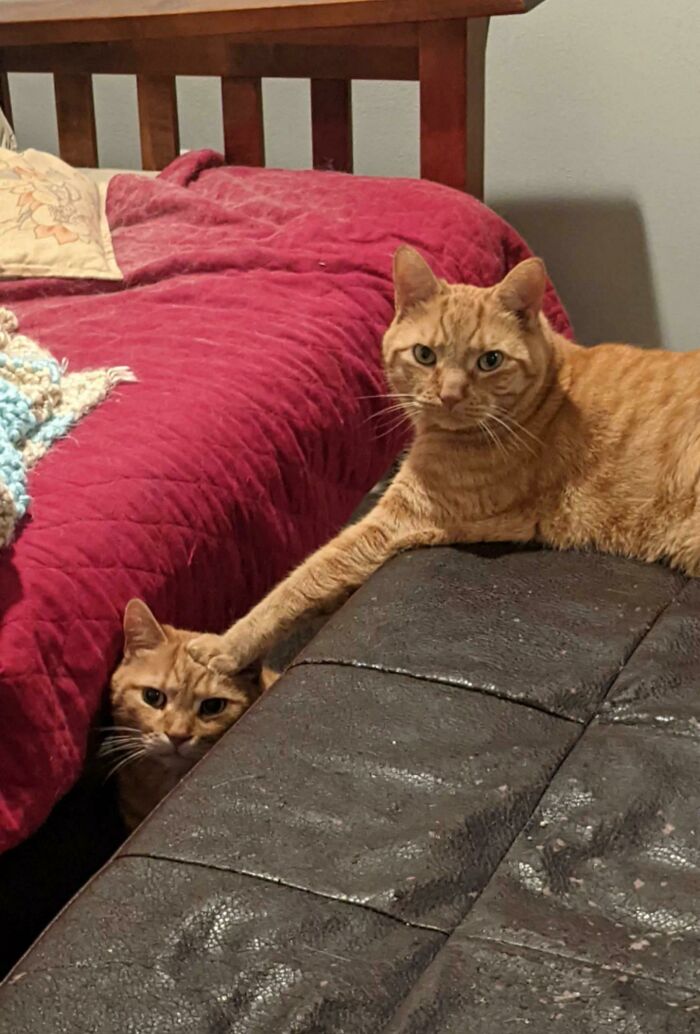 Not Sure What They're Doing But They Sure Look Guilty