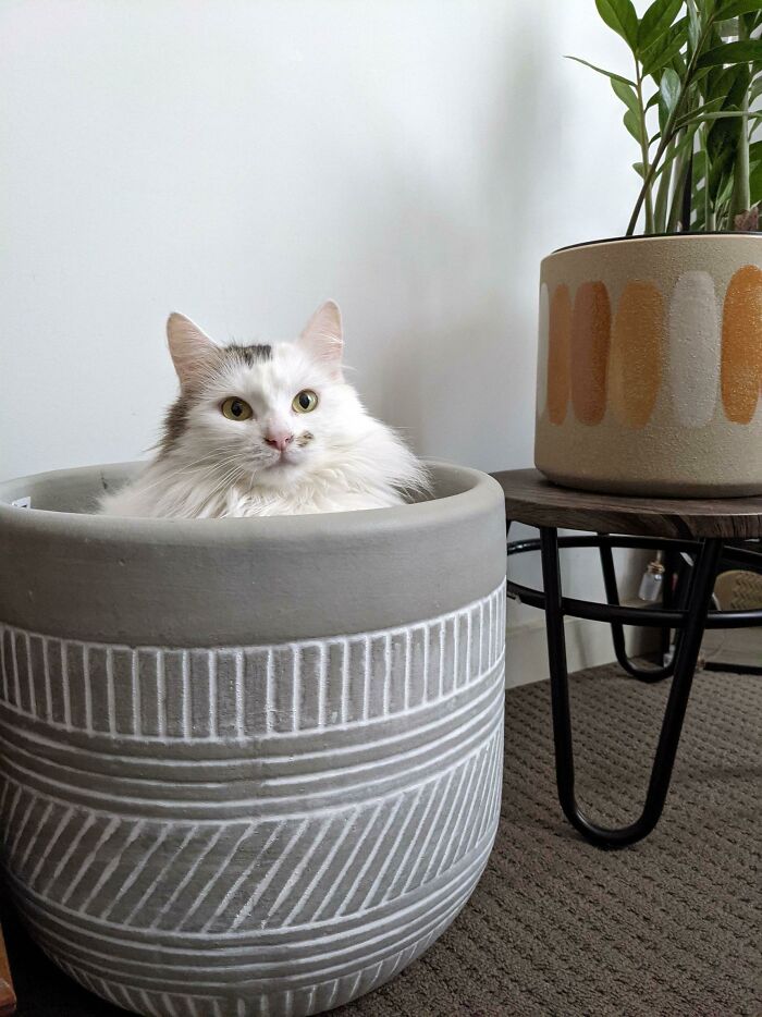 Al menos alguien salió beneficiado con la muerte de mi planta