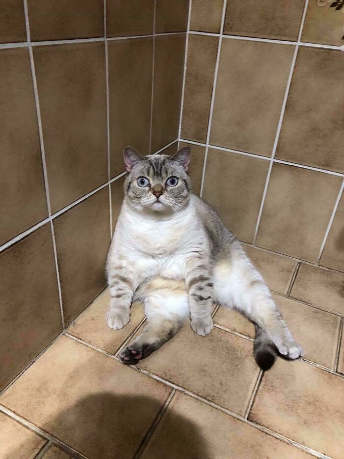 For Some Reason She Tries To Seduce Me, But I’m Not Into Cats