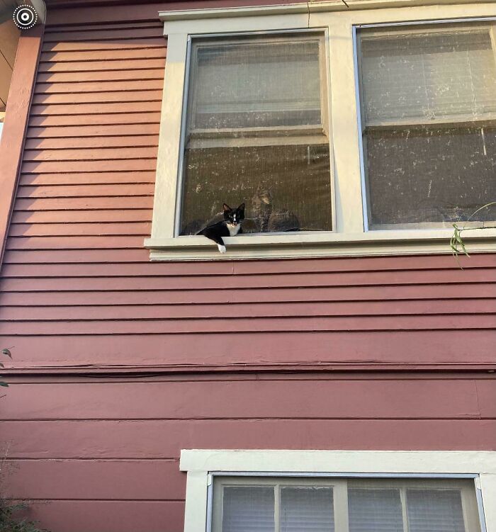 This Kitty Clawed His Way Out Of The Screen And Was Like This The Entire BBQ With Outside Neighbors Lol