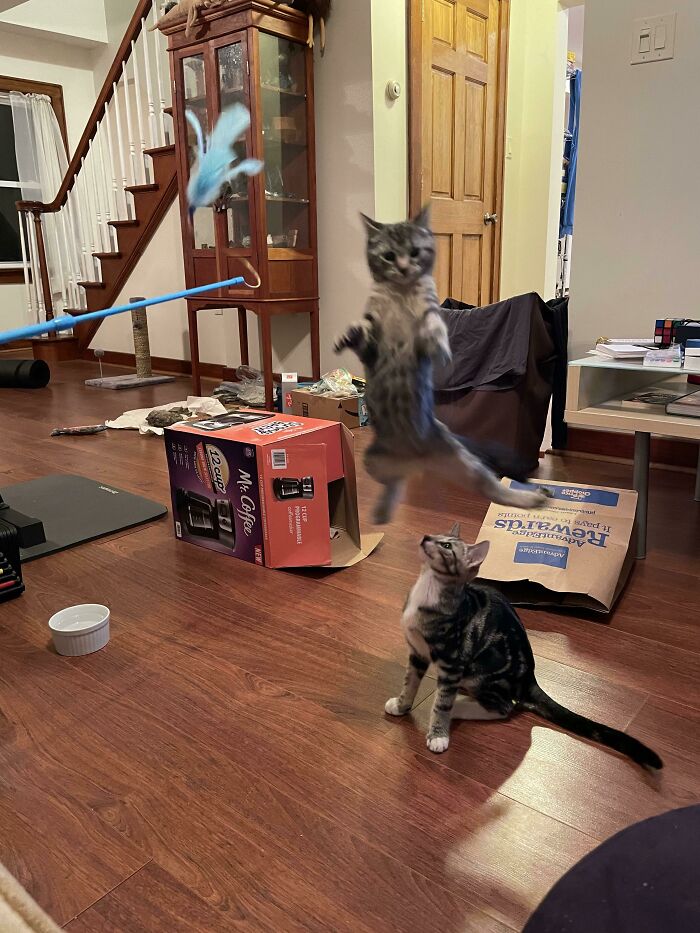 I Think My Cat Broke Space-Time (We Just Moved)