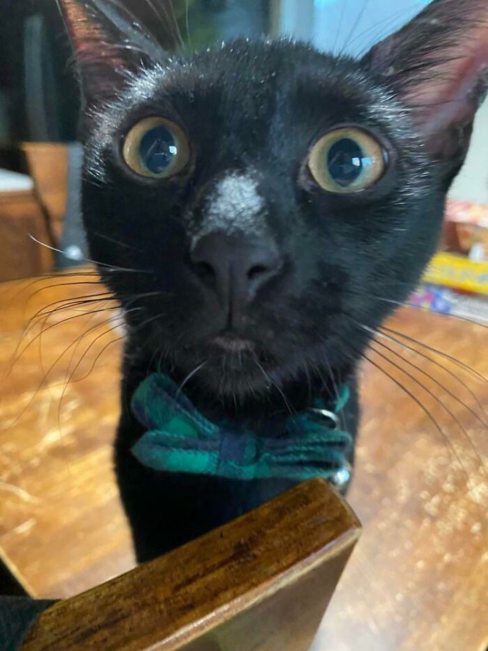 Este es Jack y está disponible para que puedan adoptarlo. Por desgracia, todo el mundo cree que es un alien