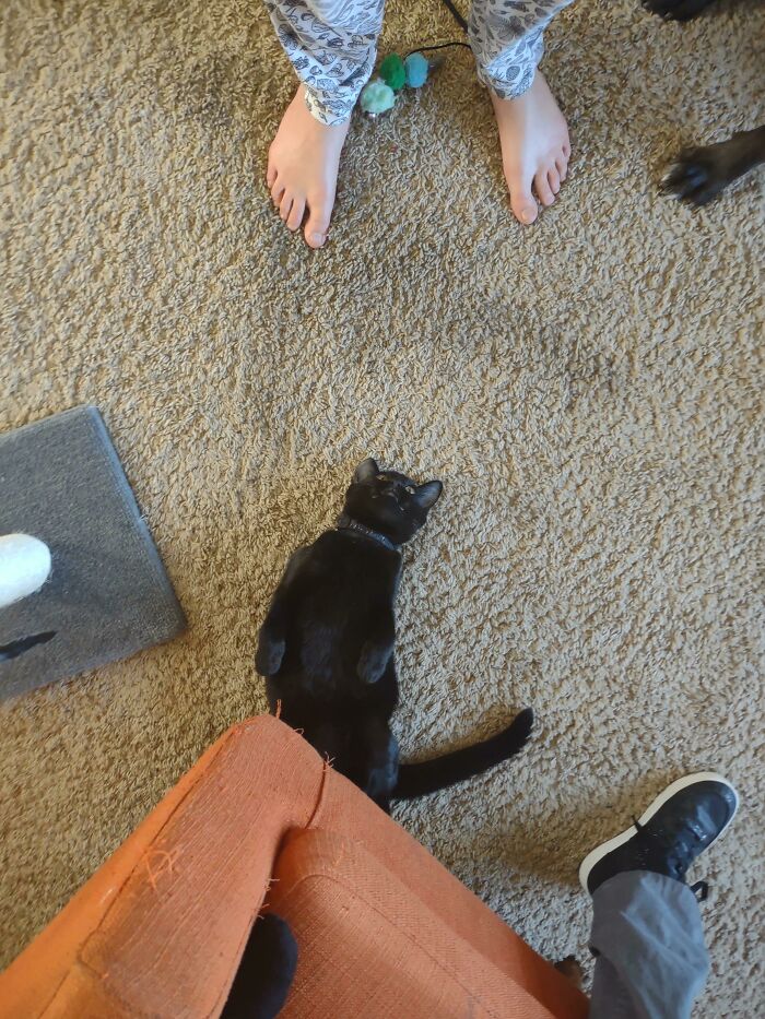 He Just Fell Over And Gave Up