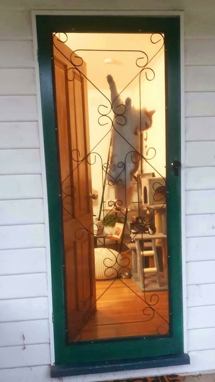 He Climbs Up The Screen Door, Gets Stuck, Screams For Help Until You Get Him Down