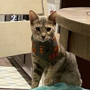 awesomesoccerrocker13 avatar