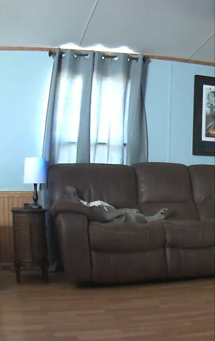 Recently Bought A Dog Cam... Our Pit Enjoying The House To Himself