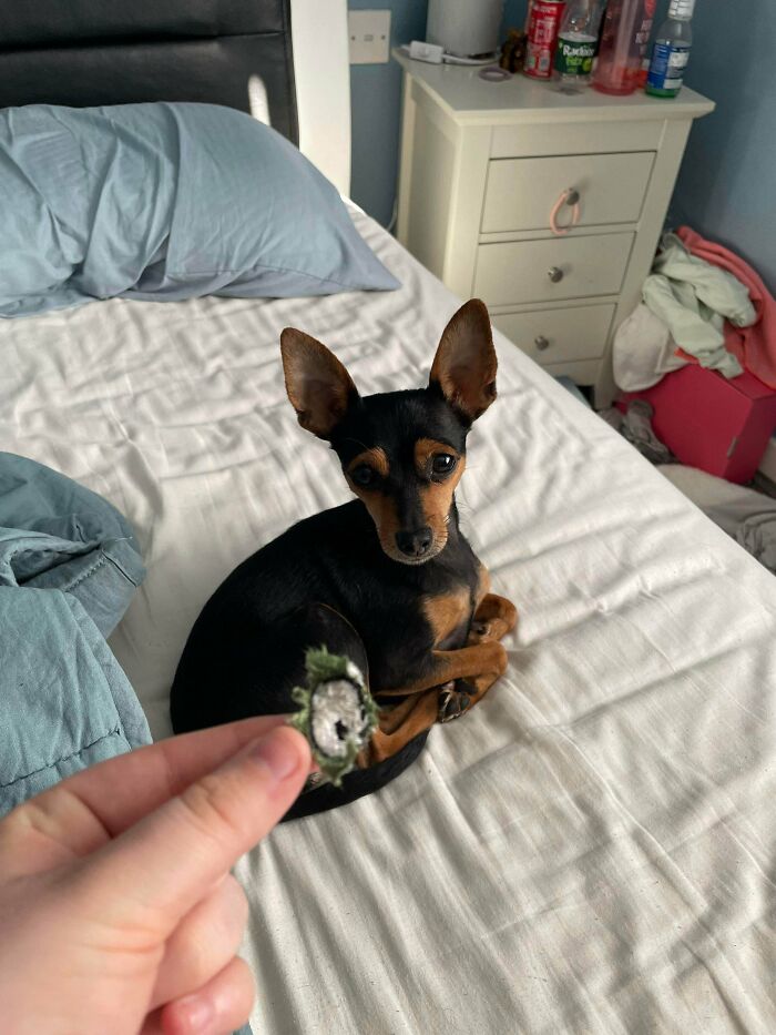 My Dog Shreds Her Toys And Gently Carries Around Their Eyes. If You Ask Her To Find Her Eyes She Will Bring One For You