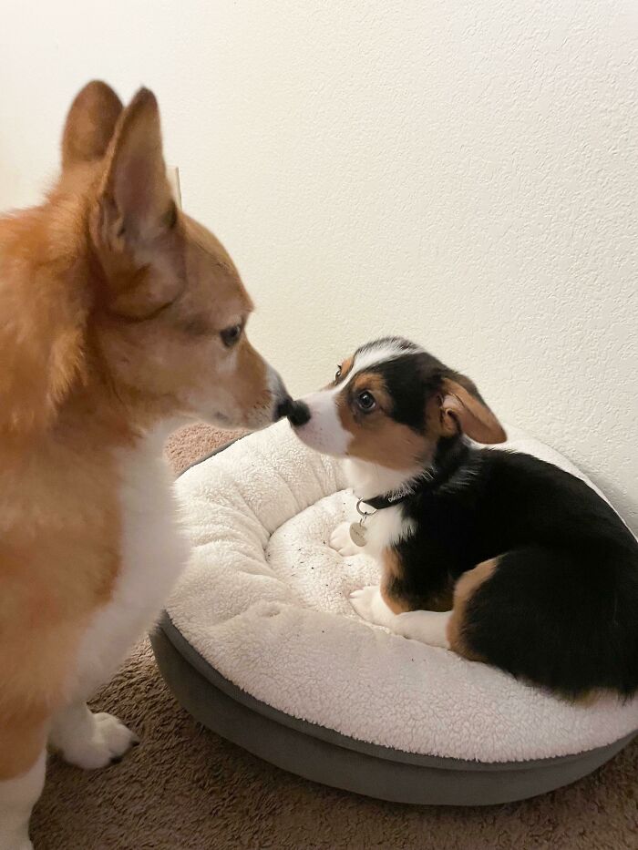 The Impossible Has Happened: Moose Has Accepted Our New 10 - Week - Old Puppy Poncho Months Ahead Of Schedule