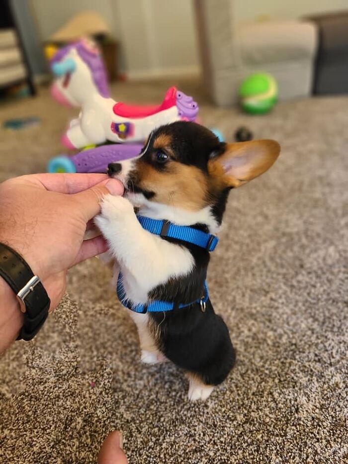 Now Sit Pretty - Good Boy