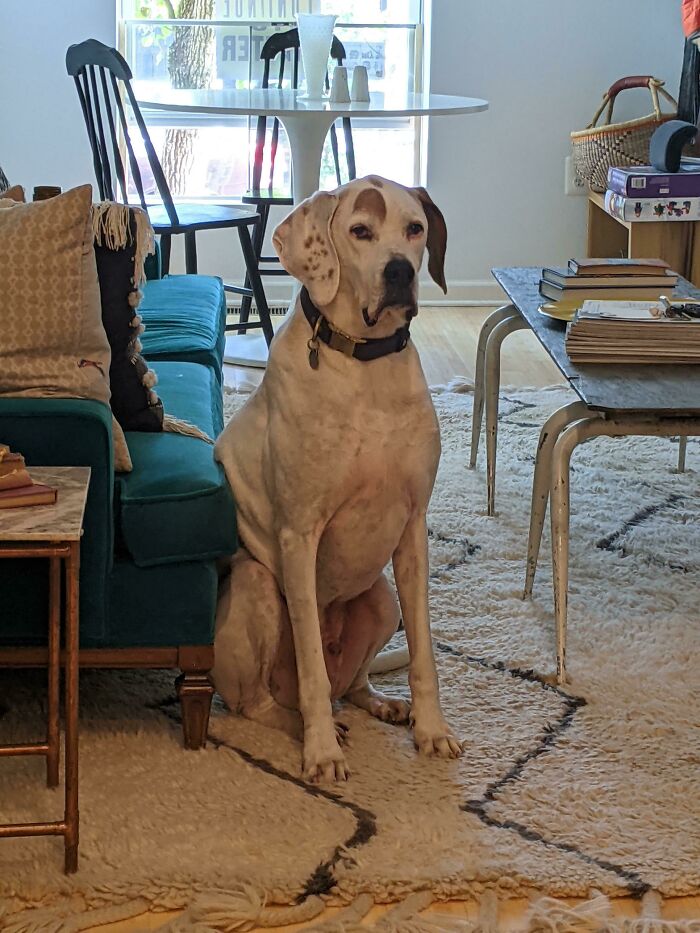 Iggy's Not Allowed On The Couch, So He Lays His Skin Rolls On It In Protest