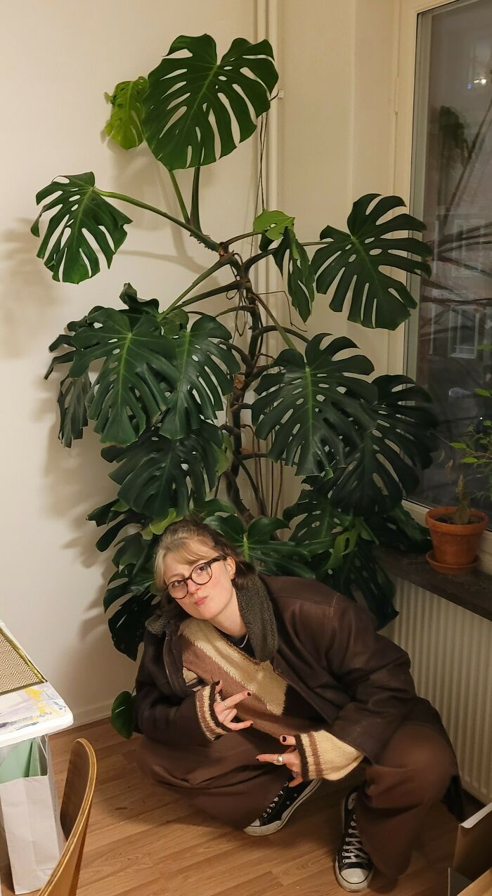 This 30+ Year Old Monstera Deliciosa Would've Gone To The Dump. Working At A Moving Firm Has Its Benefits! Girlfriend For Scale